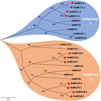 Genome-Wide Identification of Wild Soybean Mitochondrial Calcium Uniporter Family Genes and Their Responses to Cold and Carbonate Alkaline Stresses